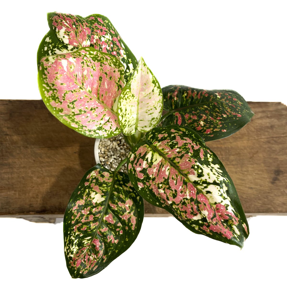アグラオネマ アンヤマニー トリカラー「Aglaonema Unyamanee Tricolo