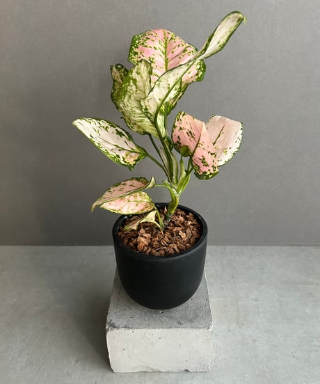 CATEGORY アグラオネマ | SHOUCHIKUEN