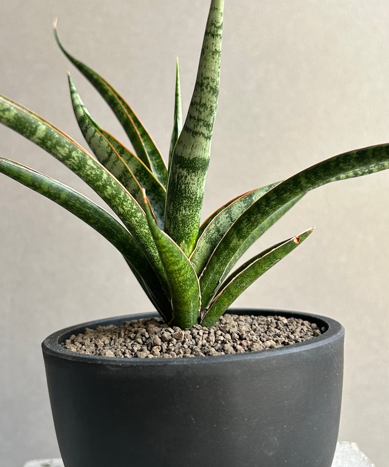 サンセベリア コヨーテ「Sansevieria Coyote」92L | SHOUCHIKUEN
