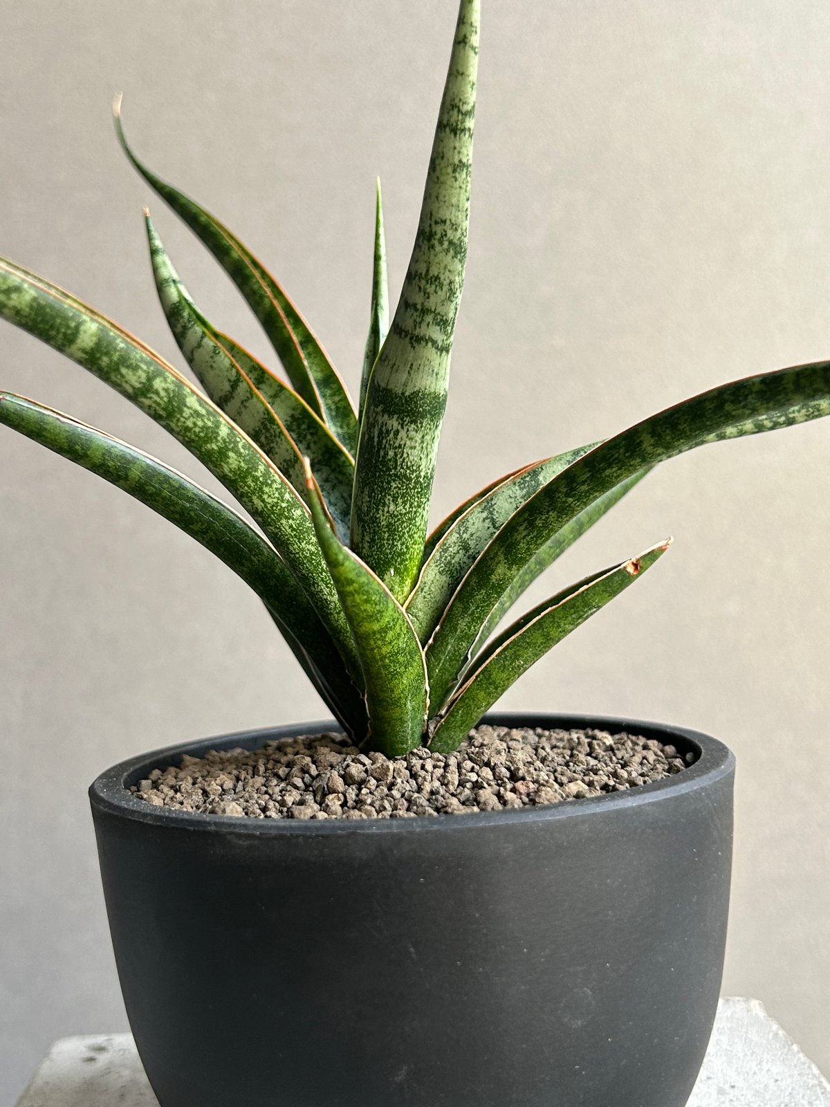 サンセベリア コヨーテ「Sansevieria Coyote」92L | SHOUCHIKUEN