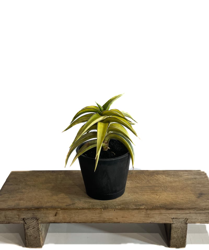 サンセベリア lav.23251 ハイパー斑入り「Sansevieria lav. 23251 サンセベリア lav.23251 ハイパー斑入り「Sansevieria lav. 23251