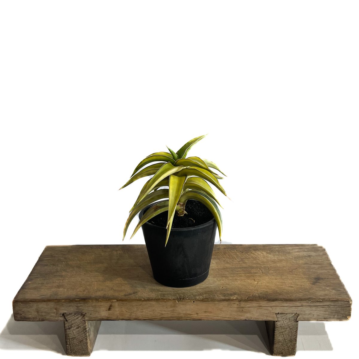 サンセベリア lav.23251 ハイパー斑入り「Sansevieria lav. 23251