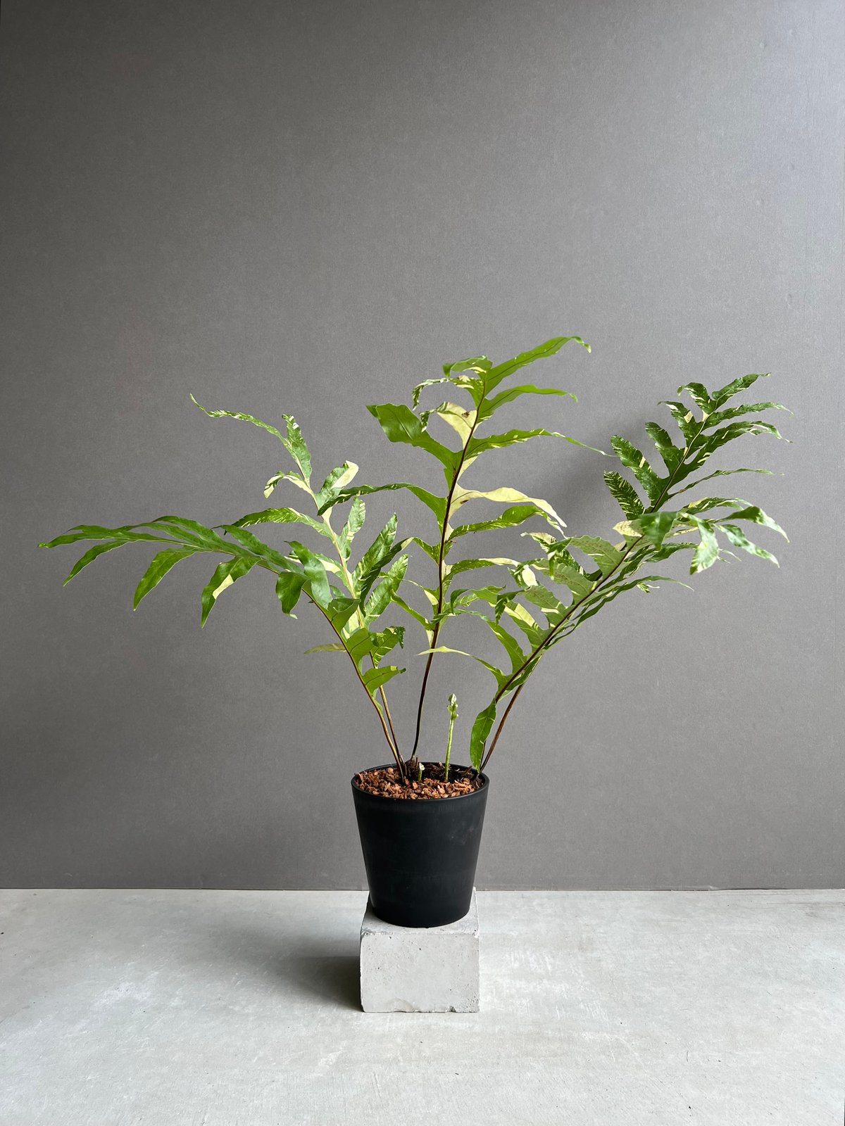 ドリナエア　クェルシフォリア　斑入り ドリナリア クエルシフォリア 斑入 「Drynaria quercifolia