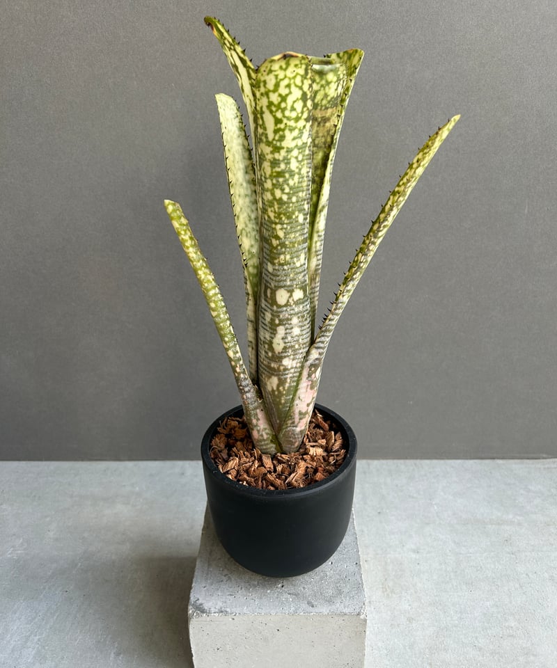 ビルベルギア トゥッティ フルッティ 「Billbergia Tuti Fruti」32H |