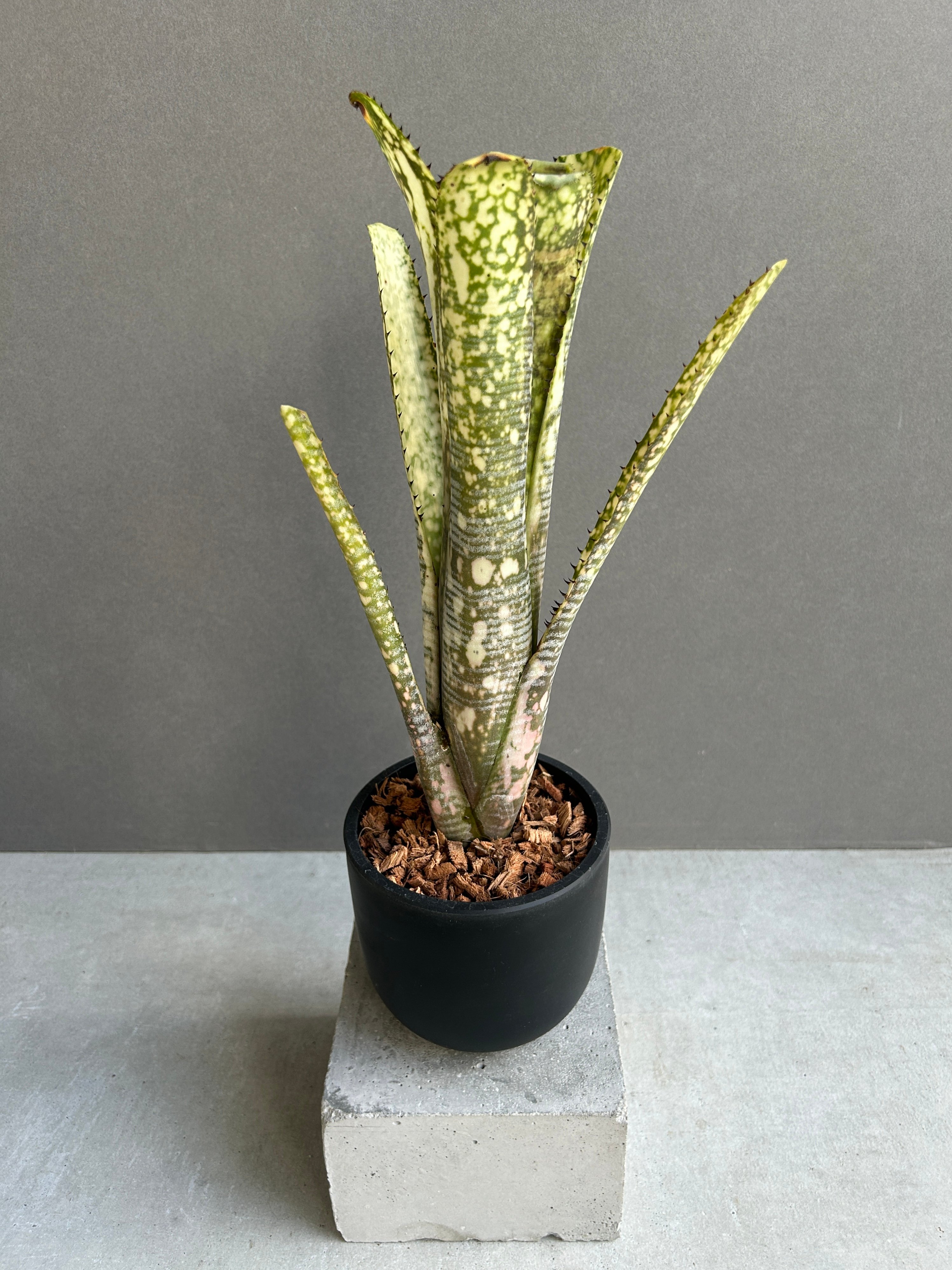 ブロメリア・エアープランツ Billbergia Tuti Fruti original