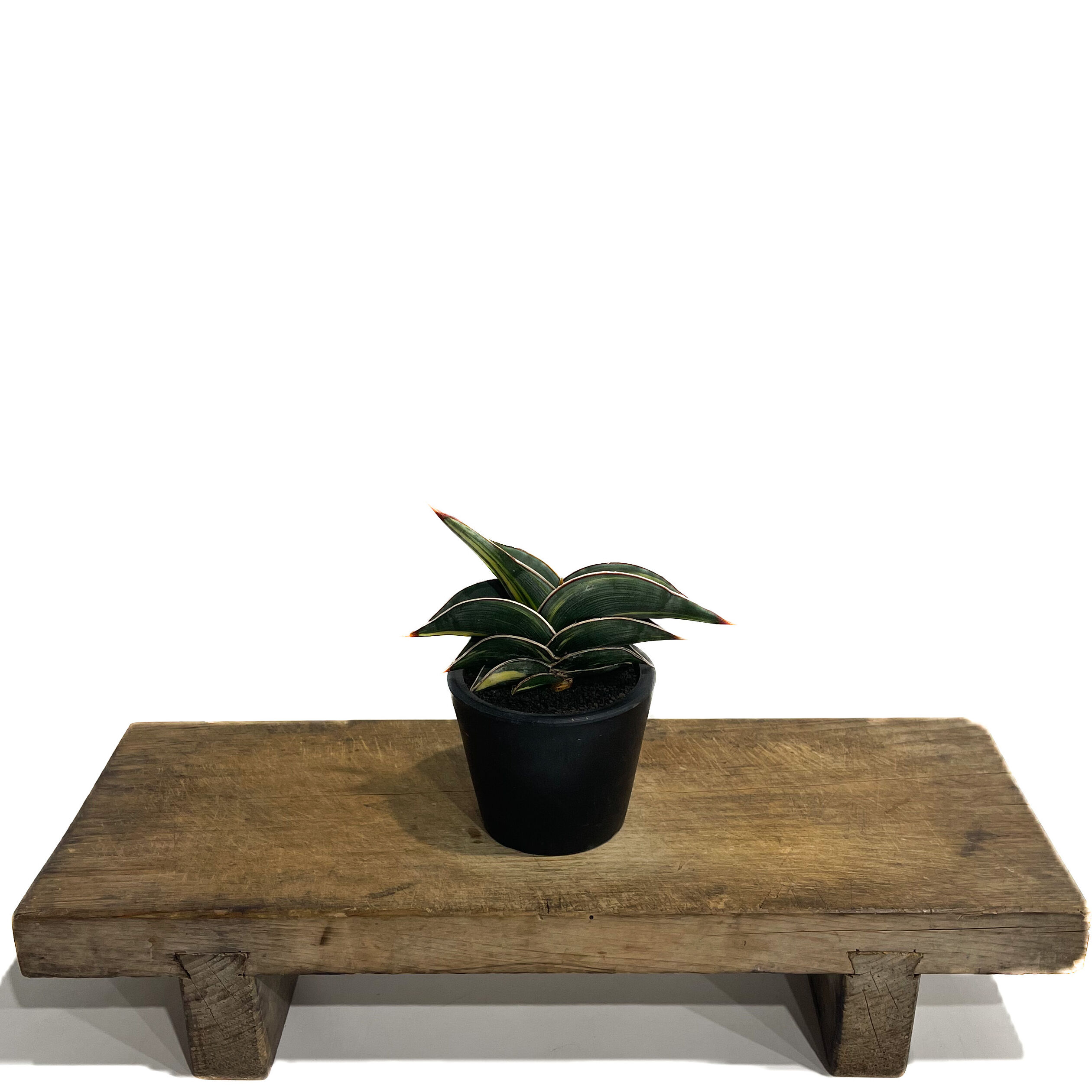 サンセベリア ロリダ 斑入り「Sansevieria rorida Var.」33D-1 |