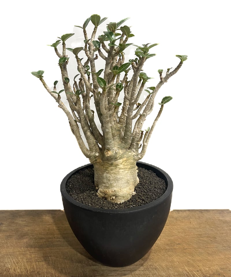 【極美株】アデニウム ソコトラナム 選抜株/ Adeniumsocotranu アデニウム・ソコトラナム（キョウチクトウ科） - 猫にとって