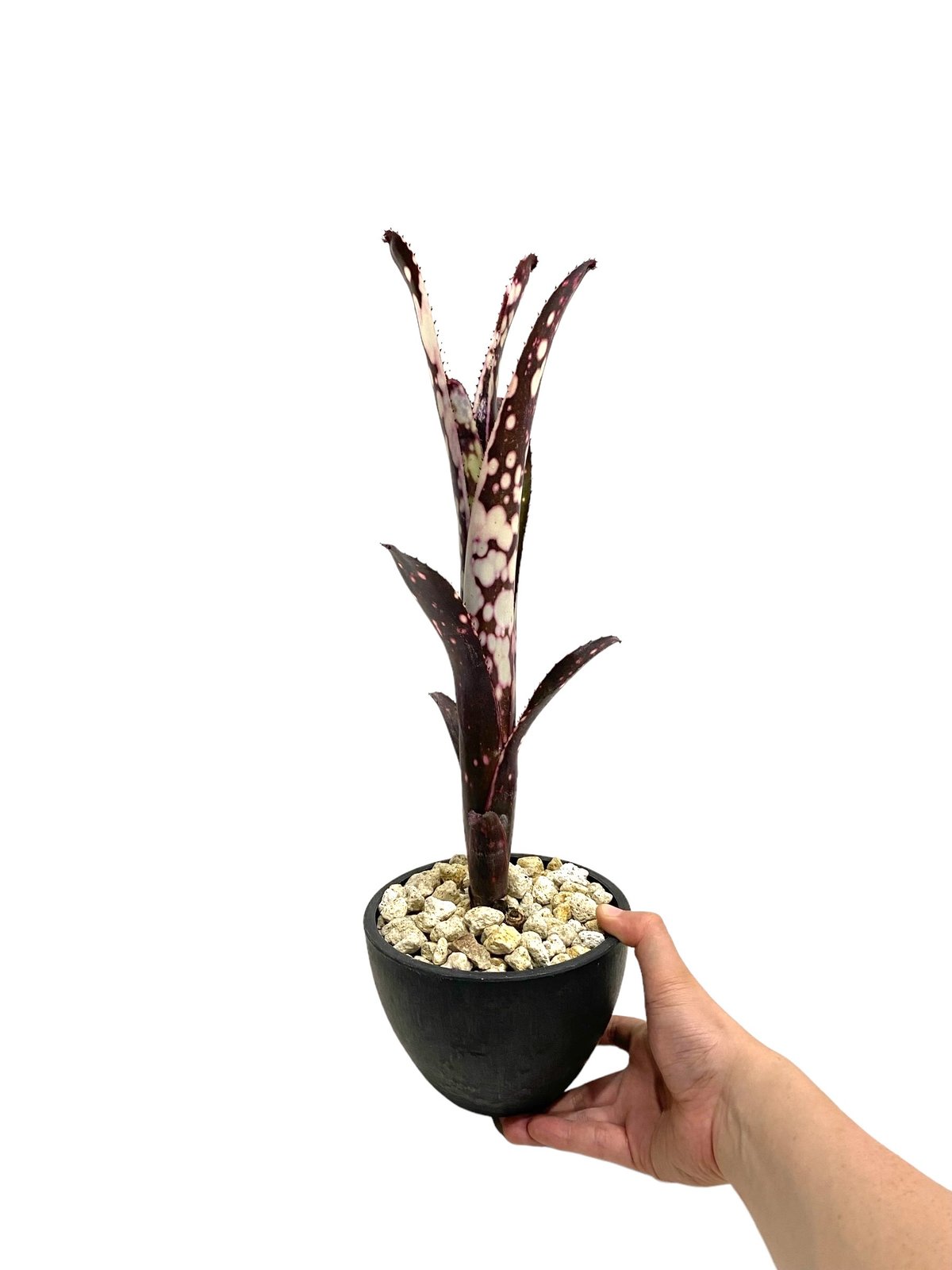 ビルベルギア キャンベイスノー 「Billbergia Canvey Snow」62N | S