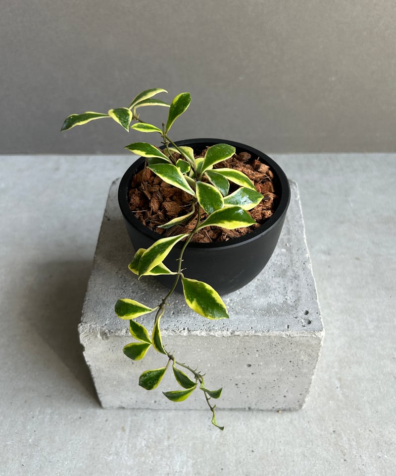 ホヤ バコエンシス アルボマルギナータ 「Hoya bakoensis albomargina