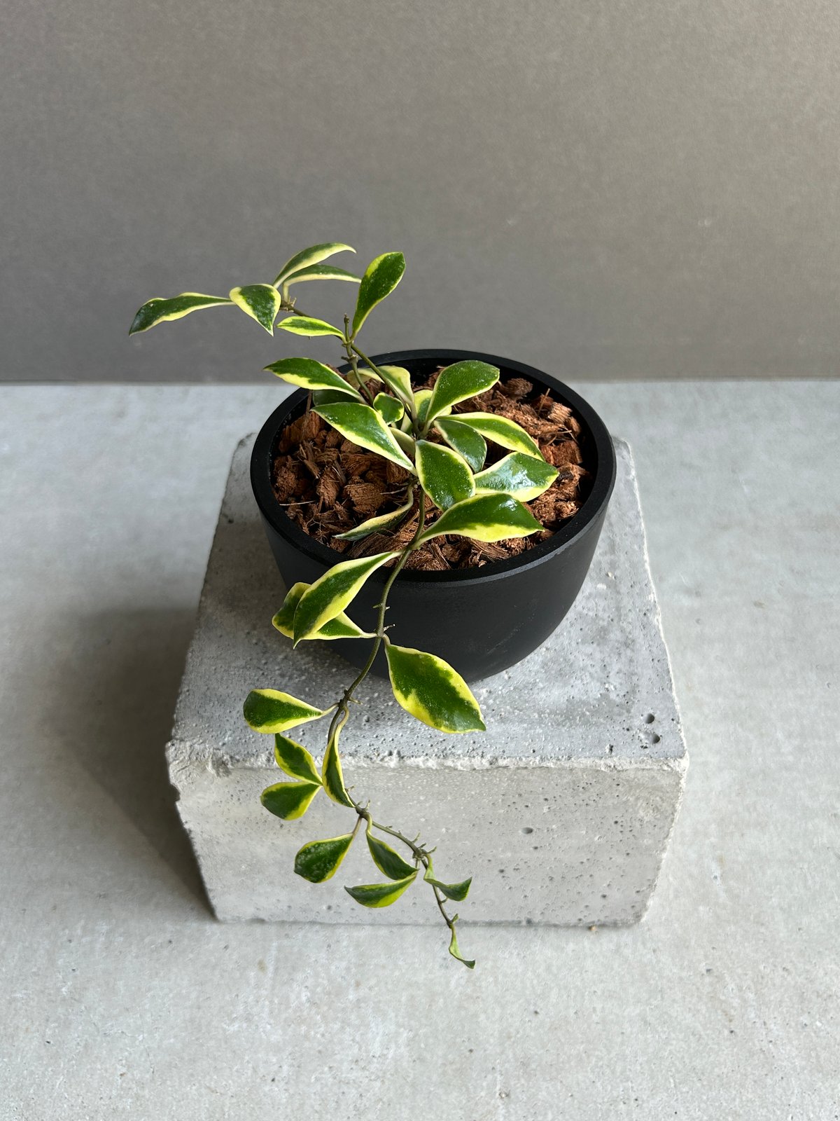 ホヤ バコエンシス アルボマルギナータ 「Hoya bakoensis albomargina