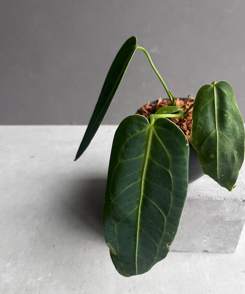 アンスリウム ワロクアナム ダーク&ナロー フォーム 「Anthurium アンスリウム ワロクアナム ダーク&ナロー フォーム 「Anthurium