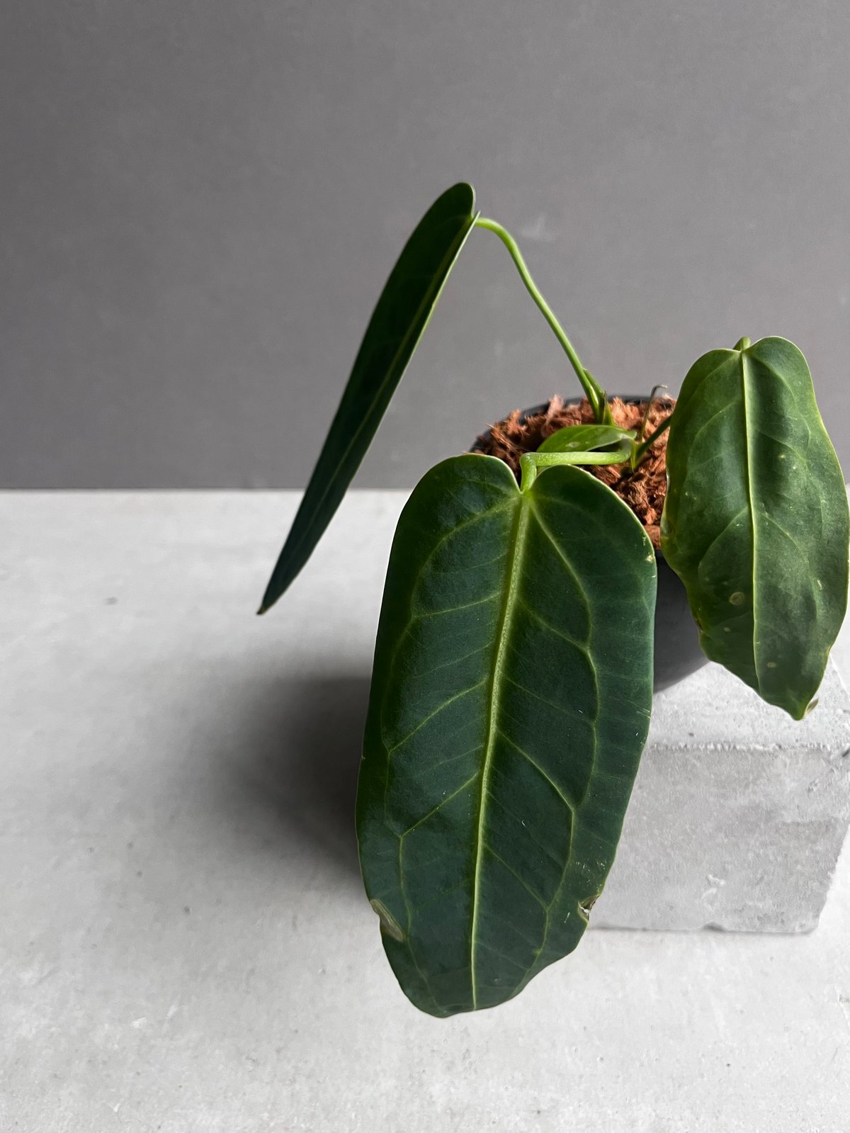 アンスリウム ワロクアナム ダーク&ナロー フォーム 「Anthurium アンスリウム ワロクアナム ダーク&ナロー フォーム 「Anthurium