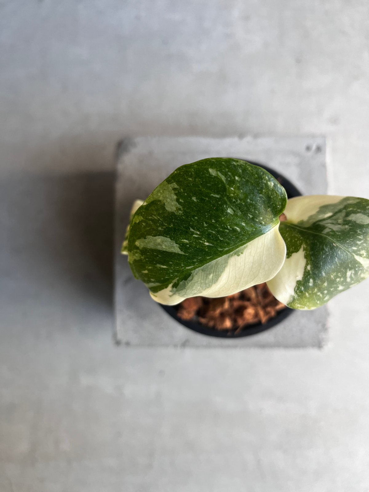 モンステラ タイ コンステレーション クリーム ブリュレ 「Monstera