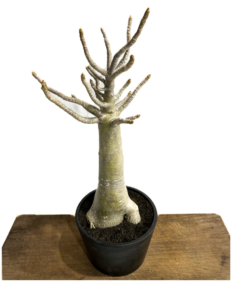 アデニウム アラビカム バオバブスタイル「Adenium arabicum Baobab St