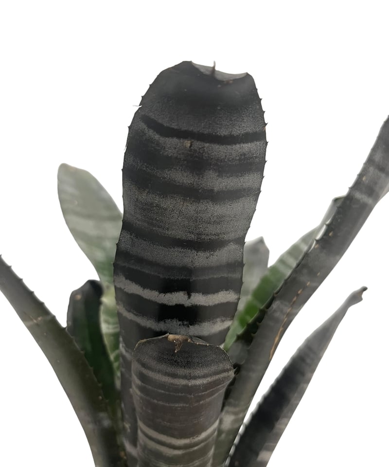 エクメア チャンティニー ブラックゾンビ「 Aechmea chantinii