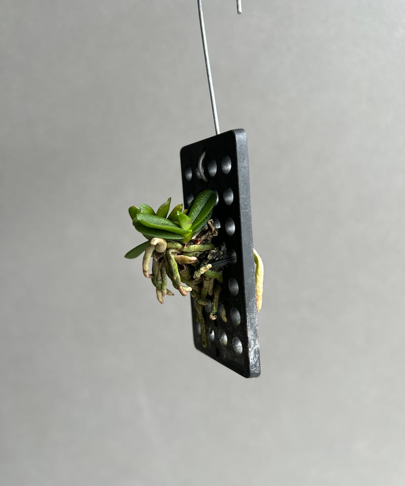 ショエノルキス フラグランス 「Schoenorchis fragrans」76I S | S