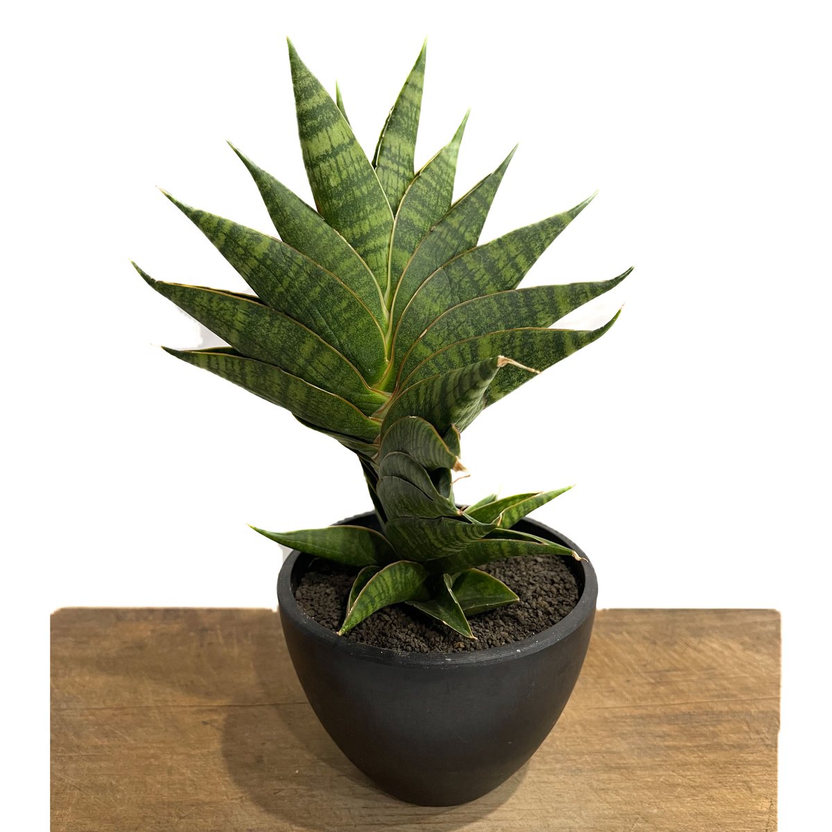 サンスベリア・ディアブロ Sansevieria Diablo サンスベリア・ディアブロ Sansevieria Diablo サンセベリア アポロ