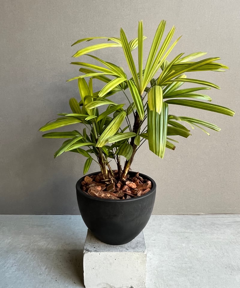 観音竹 “綾錦（あやにしき）” 「Rhapis excelsa」2N | SHOUCHIKUEN