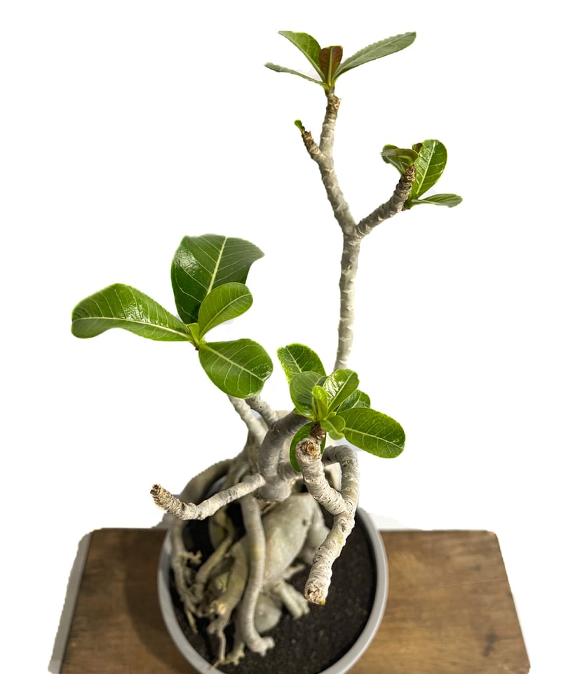 アデニウム‼️ アデニウム ハイブリッド 選抜個体「Adenium hybrid 」6/8-738