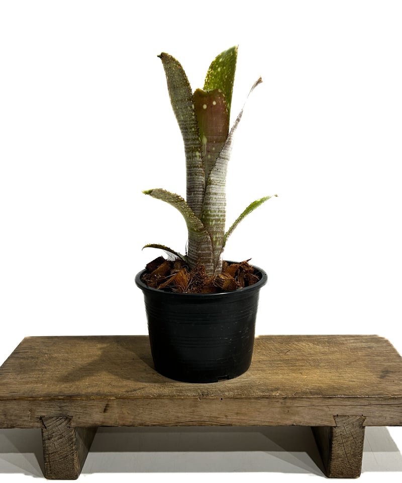 ビルベルギア リングス オブ サターン「Billbergia Rings of