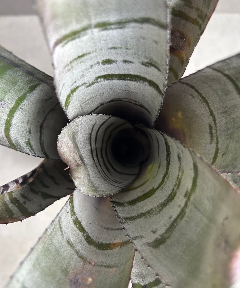 エクメア チャンティニー ブラック セレクト 「Aechmea chantinii Black