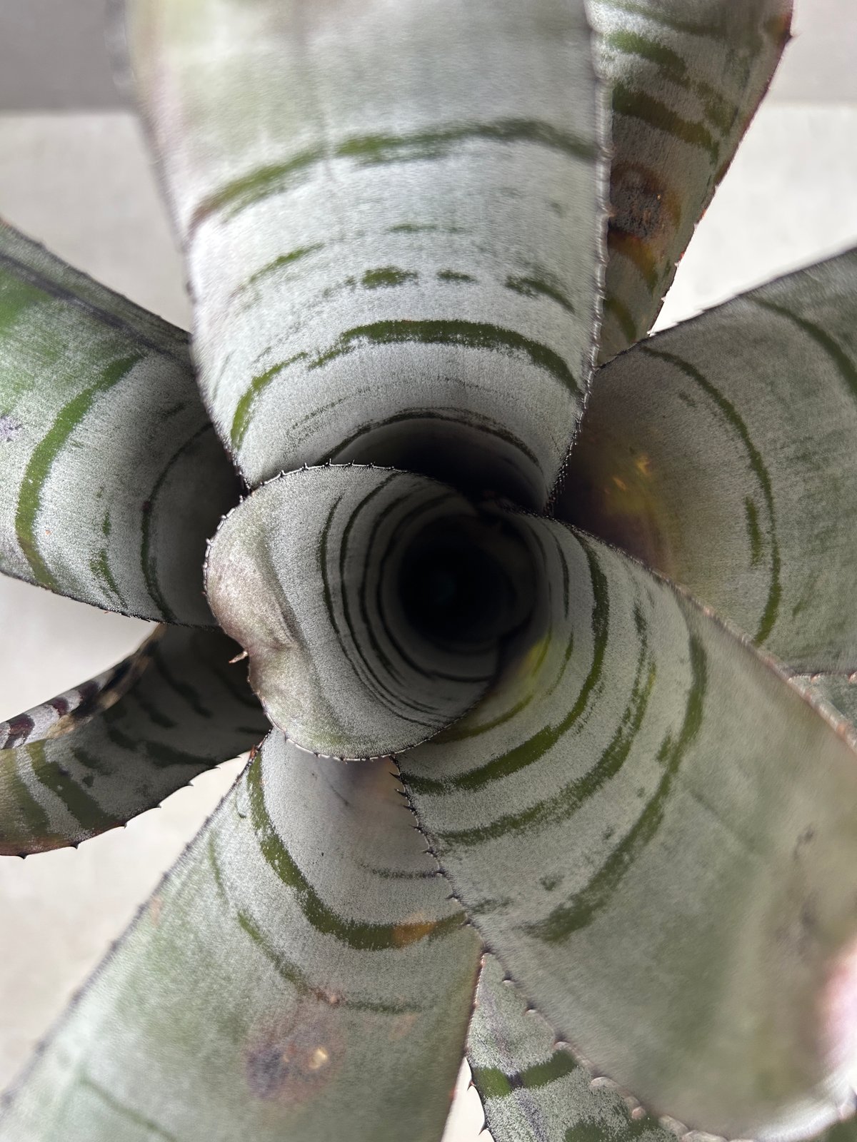 エクメア チャンティニー ブラック セレクト 「Aechmea chantinii Black