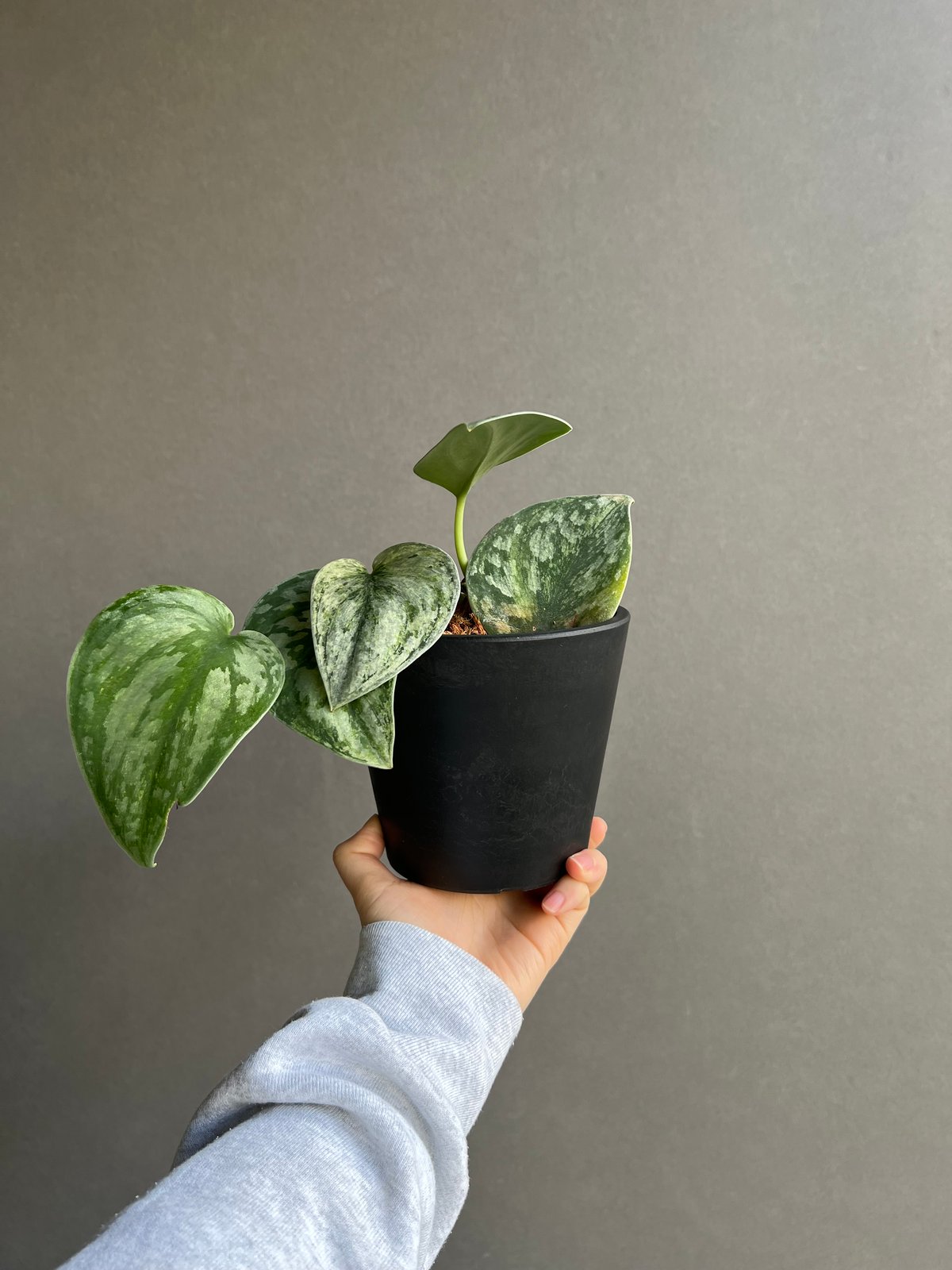 スキンダプサス エキゾチカ ホログラム 「Scindapsus exotica スキンダプサス エキゾチカ ホログラム 「Scindapsus exotica