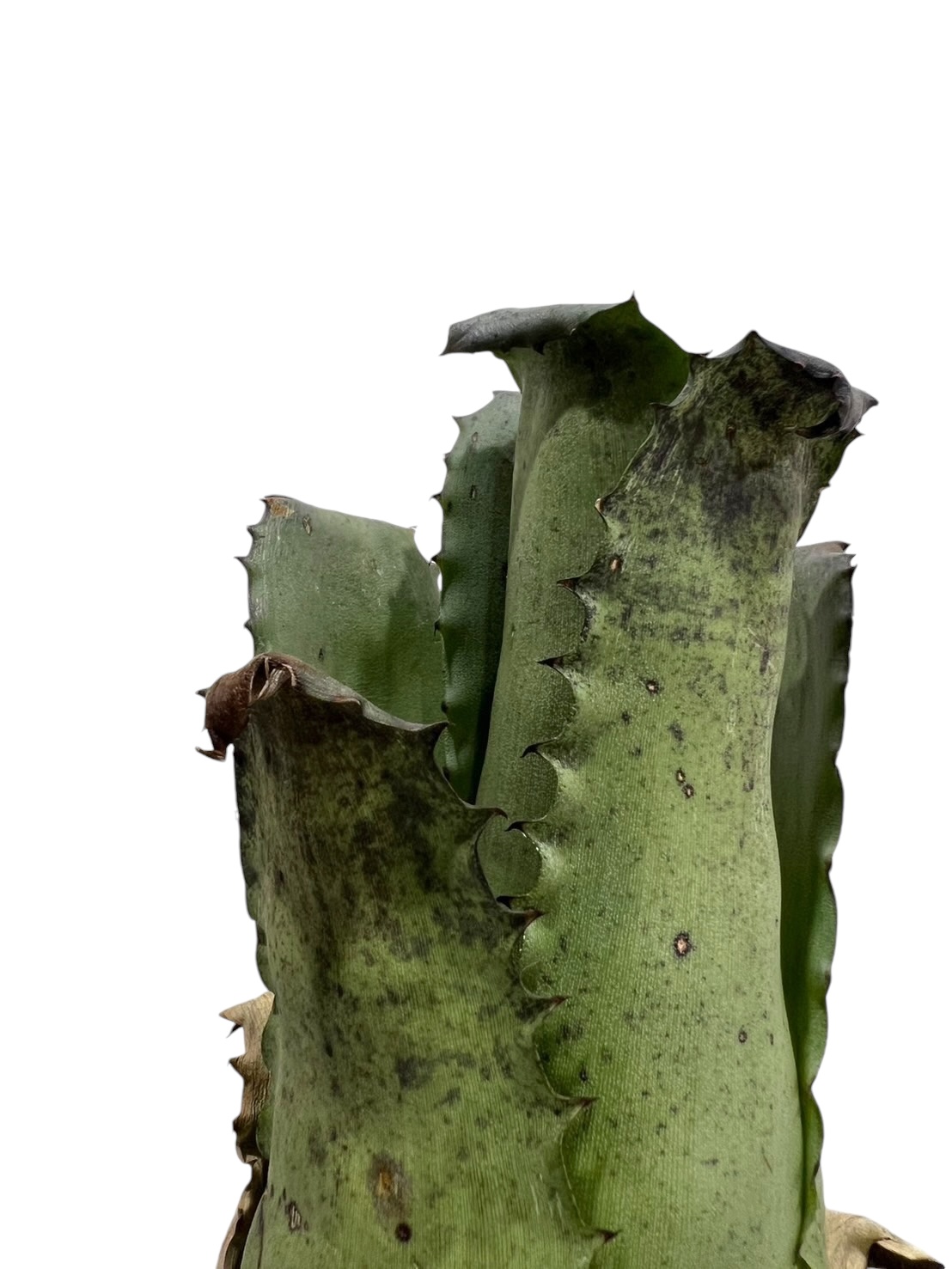 ホヘンベルギア サンドラズ マウンテン選抜個体 「Hohenbergia