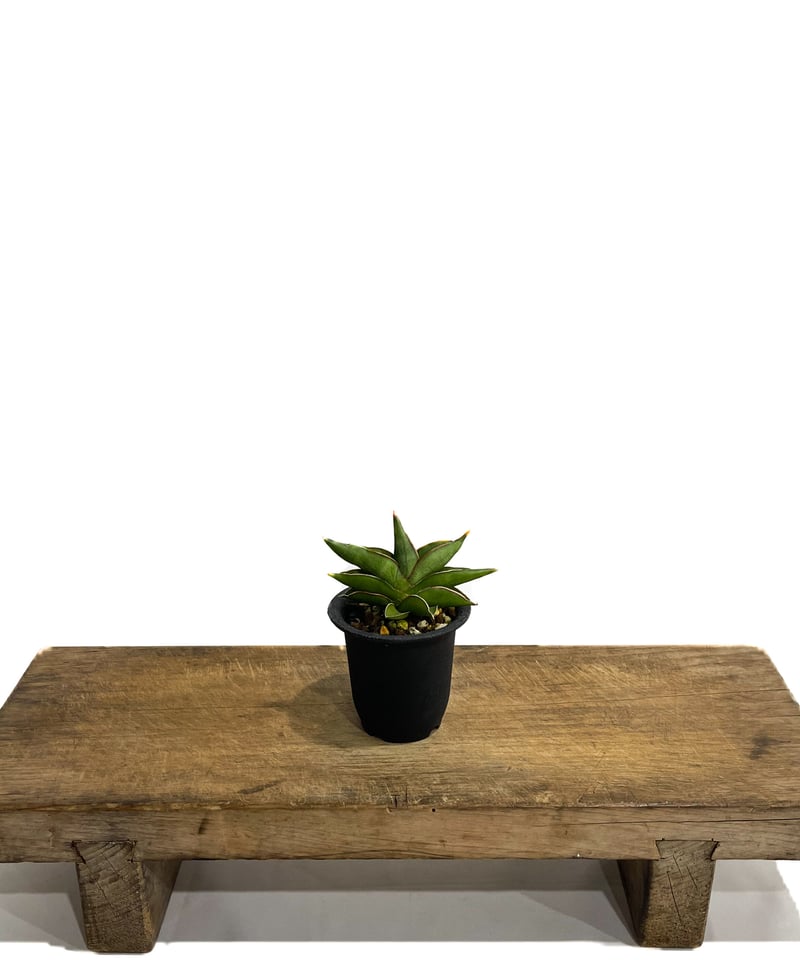 サンスベリア　セットD サンスベリア セットD 楽天市場】観葉植物 サンスベリア（サイズ