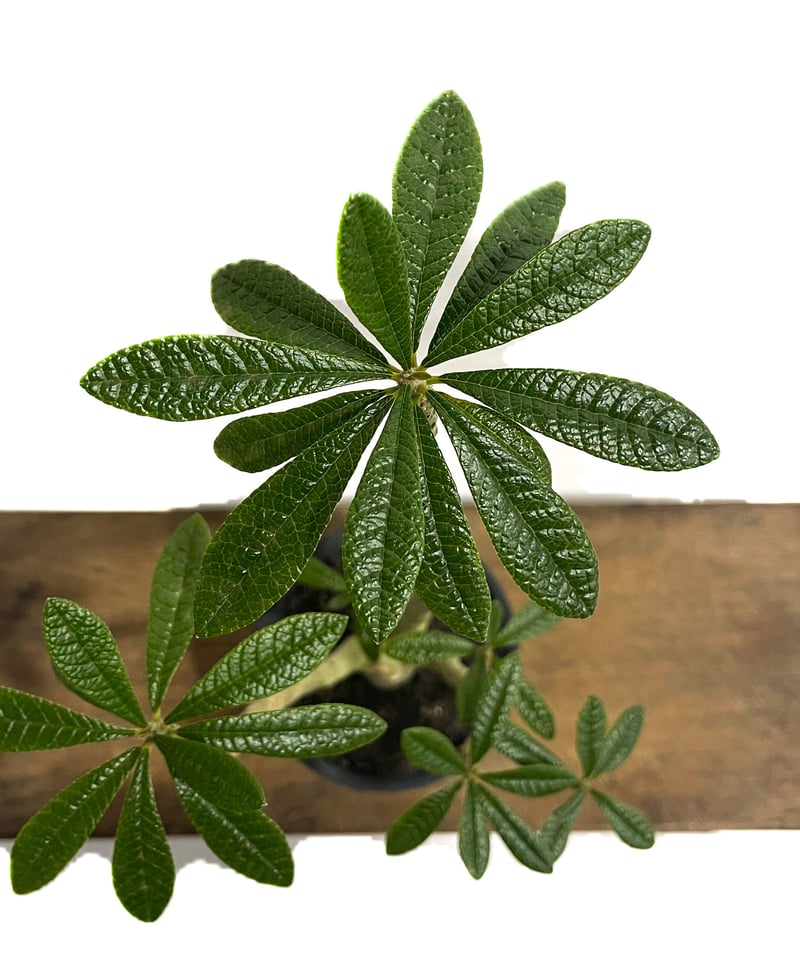 ドルステニア ギガス 「Dorstenia gigas」4/26-368 | SHOUCHIKUEN ドルステニア ギガス 「Dorstenia gigas」4/26-368 | SHOUCHIKUEN