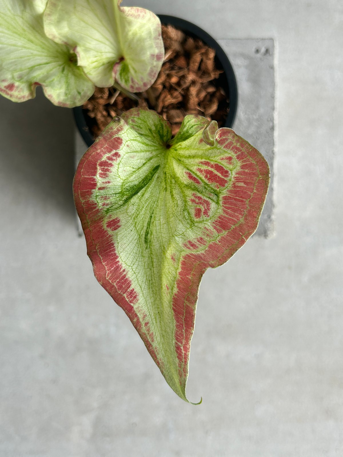 カラジューム ハイブリッド “カーラ リリー” 「Caladium Hybrid “Calla
