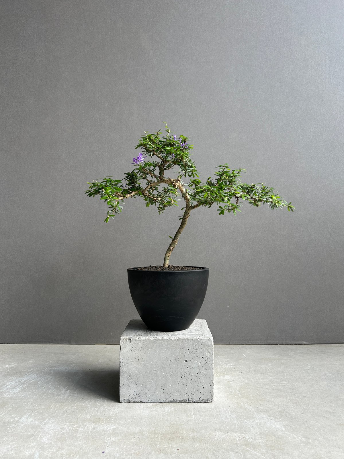 うち” 盆栽 「“UCHI” BONSAI 」16I | SHOUCHIKUEN