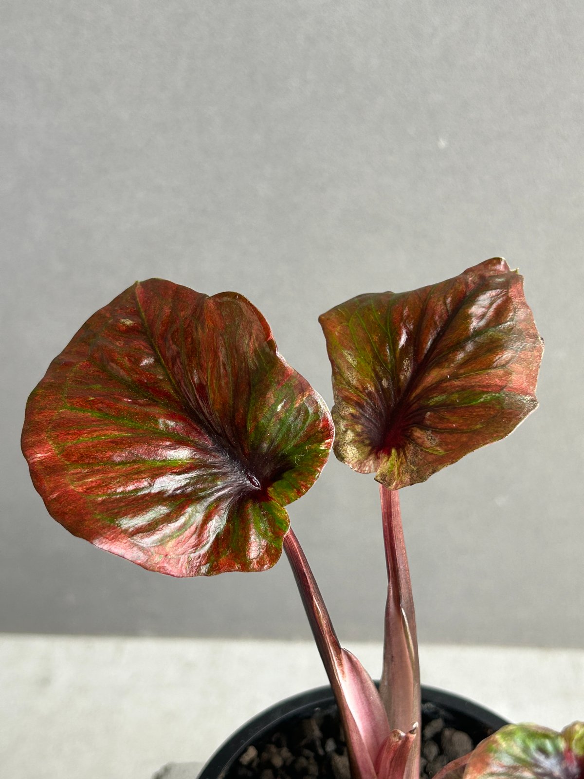 カラジウム　カラジューム　タイハイブリッド　ヒラヒラ系 カラジューム ハイブリッド “ビッグ アス”「Caladium Hybrid