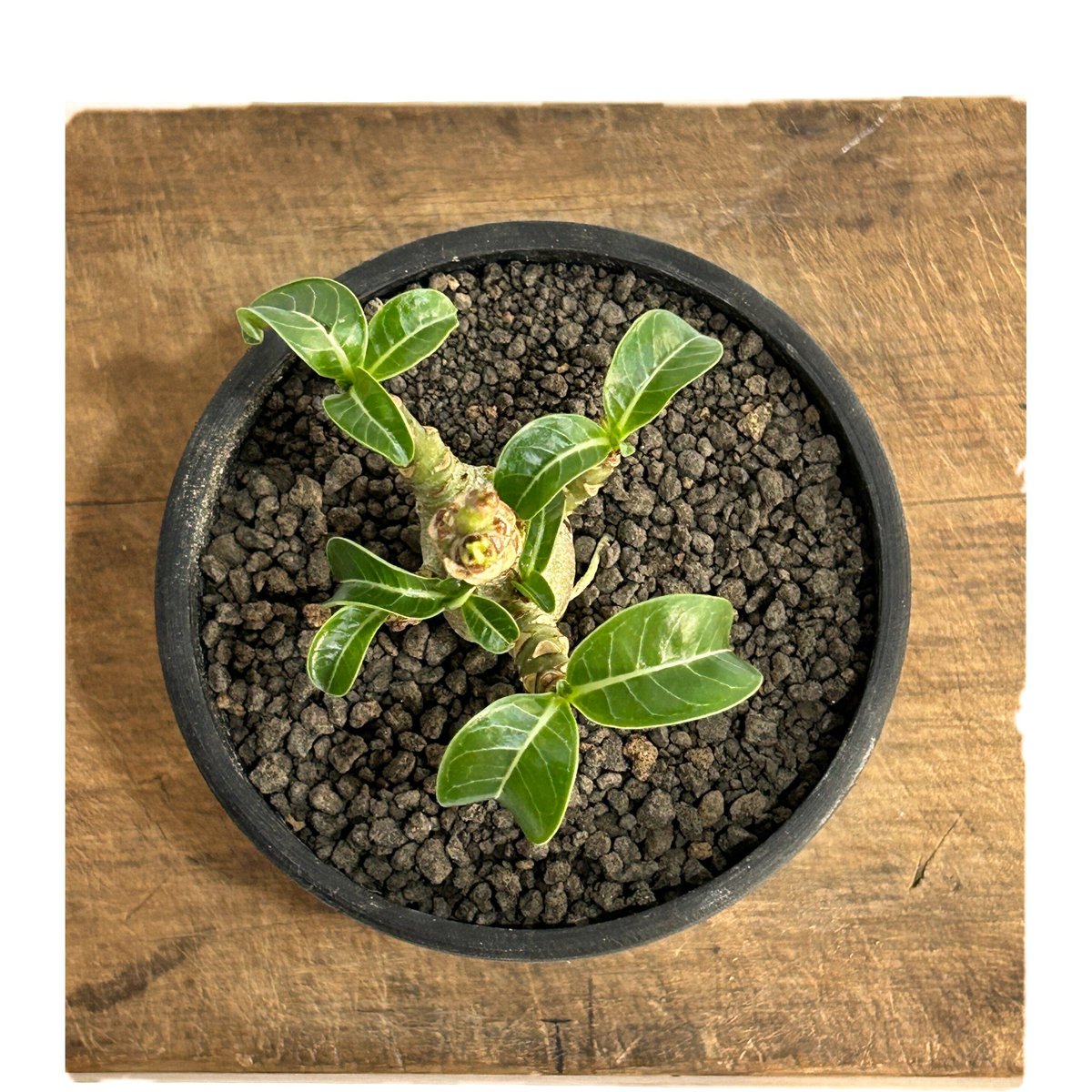 アデニウム　DHA 獅子葉　10株 アデニウム D.H.A (獅子葉) 「Adenium D.H.A」7/4-920 | SHO