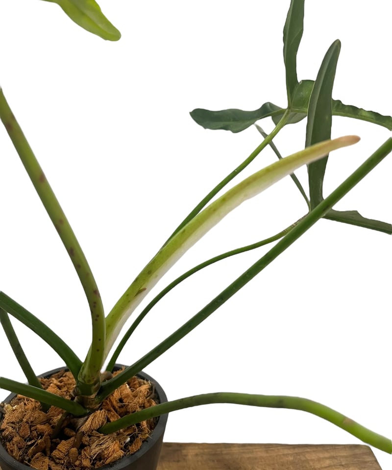 フィロデンドロン ロンギロバトム 'レラノ ミヤノ' 「Philodendron