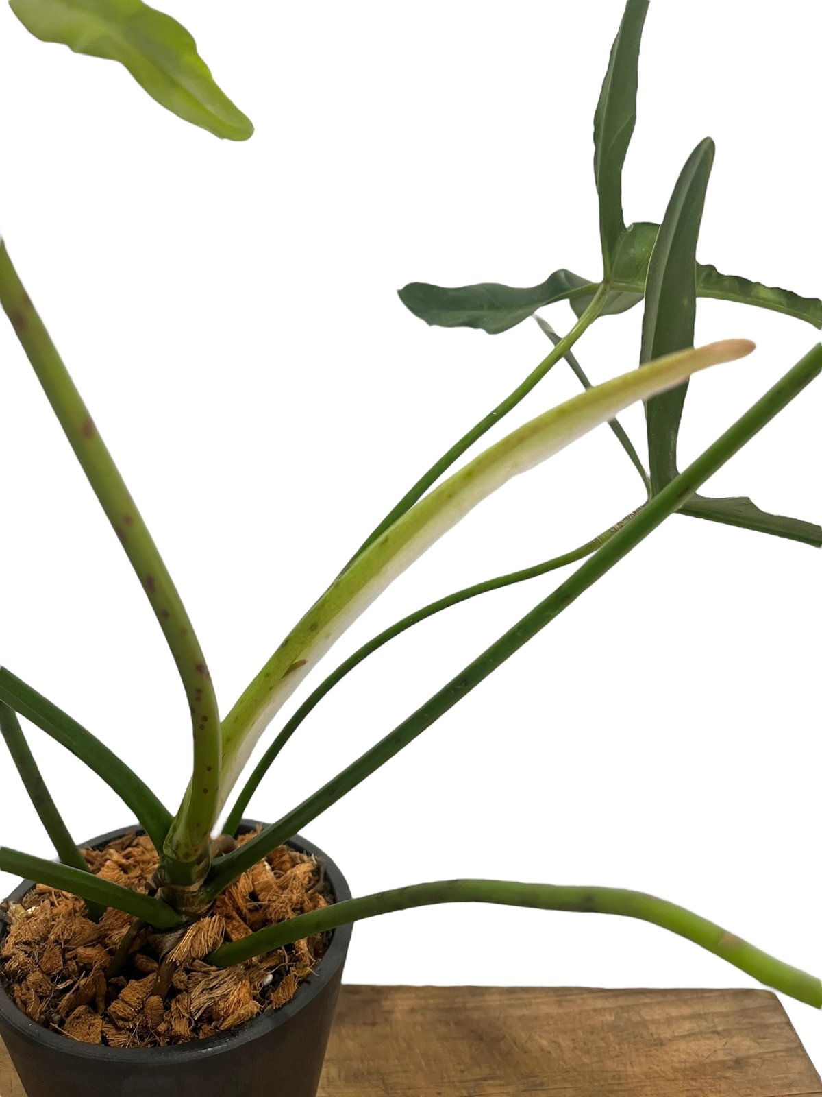 フィロデンドロン ロンギロバトム 'レラノ ミヤノ' 「Philodendron