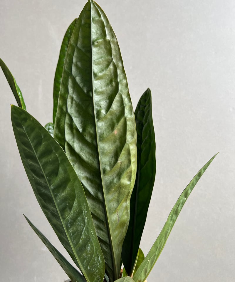 アンスリウム スパーバム 「Anthurium superbum」11Y | SHOUCHIKUEN