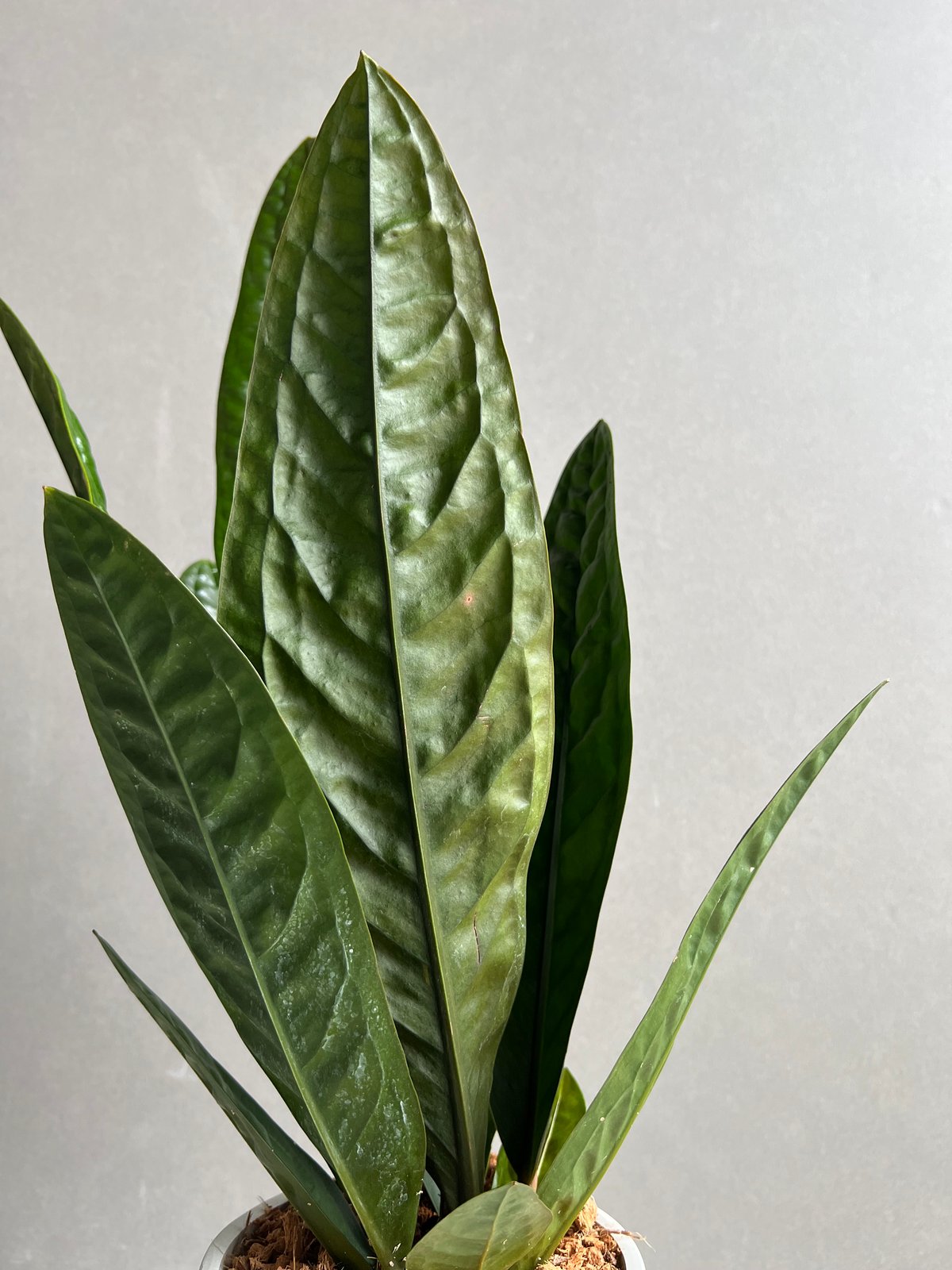 アンスリウム スパーバム 「Anthurium superbum」11Y | SHOUCHIKUEN