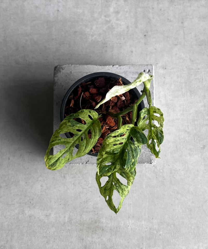 モンステラ ラニアタ ミント 斑入 「Monstera laniata mint varieg