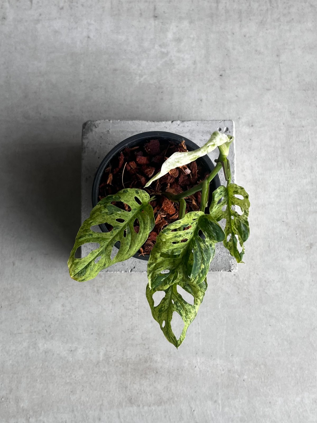 モンステラ ラニアタ ミント 斑入 「Monstera laniata mint varieg
