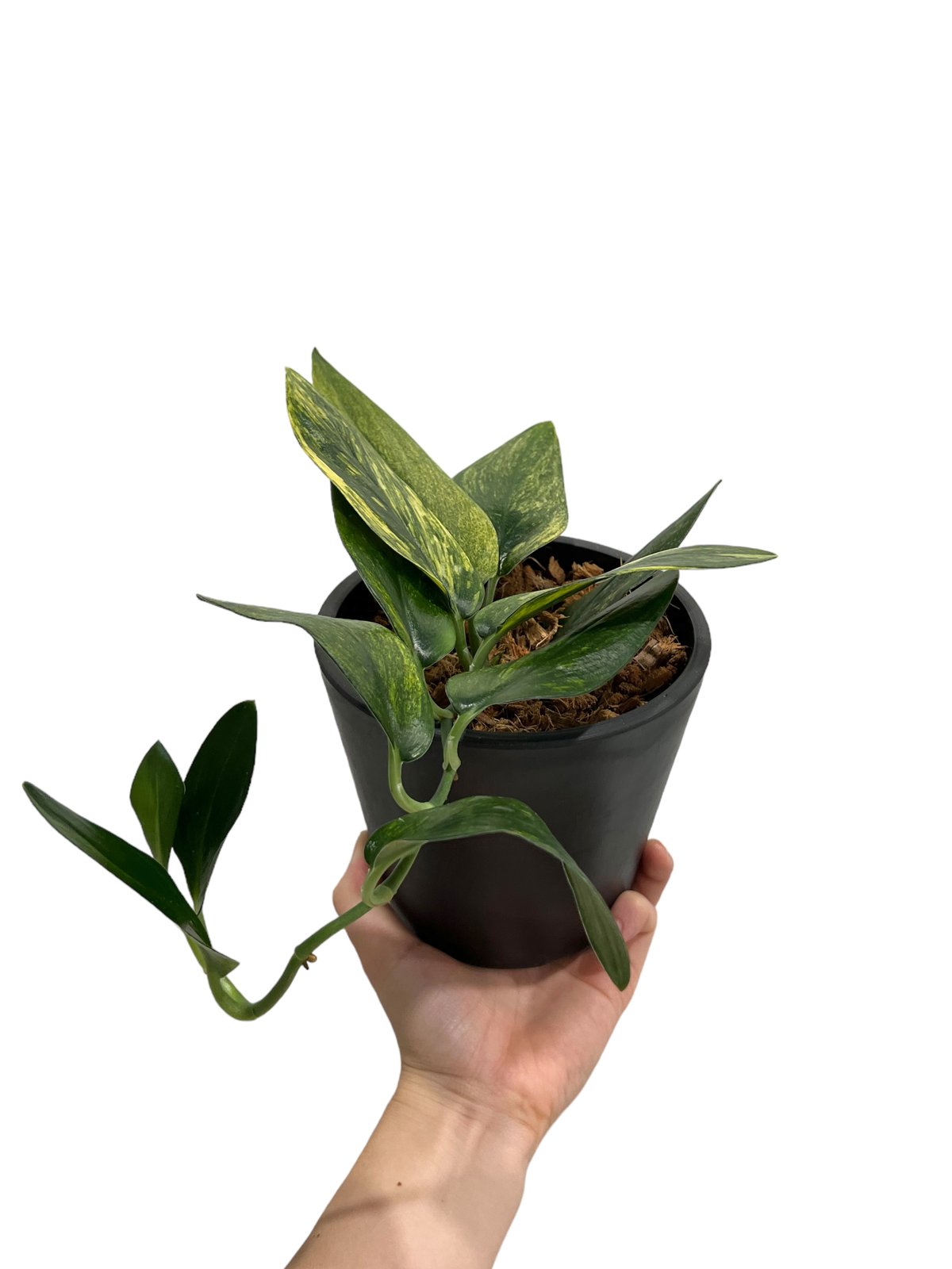 スキンダプサス トレビー 黄斑入 “変異種” 「Scindapsus treubii Yell