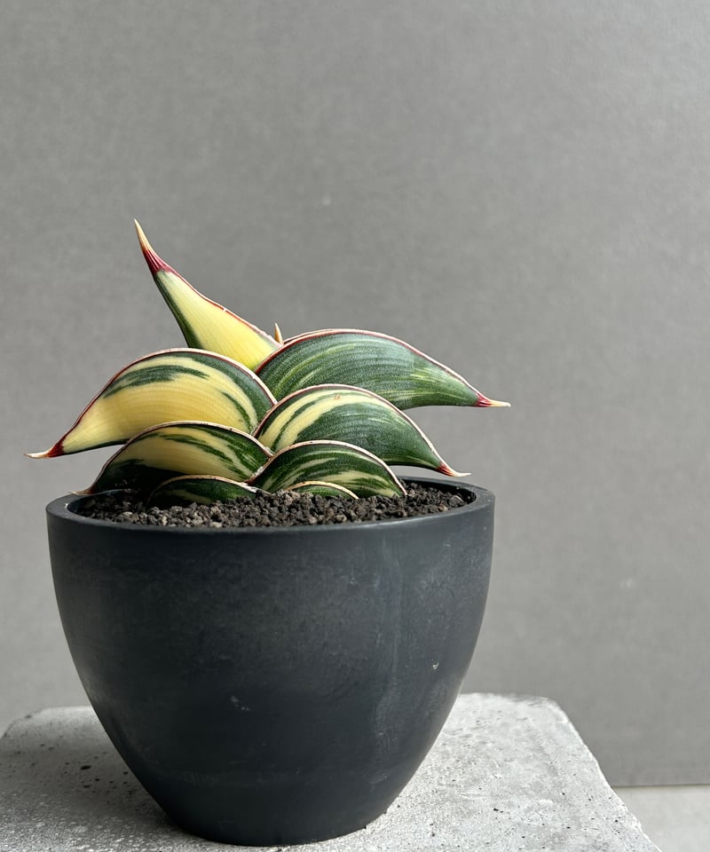 ま*か様 サンスベリア Sansevieria banana & rorida sansevieria