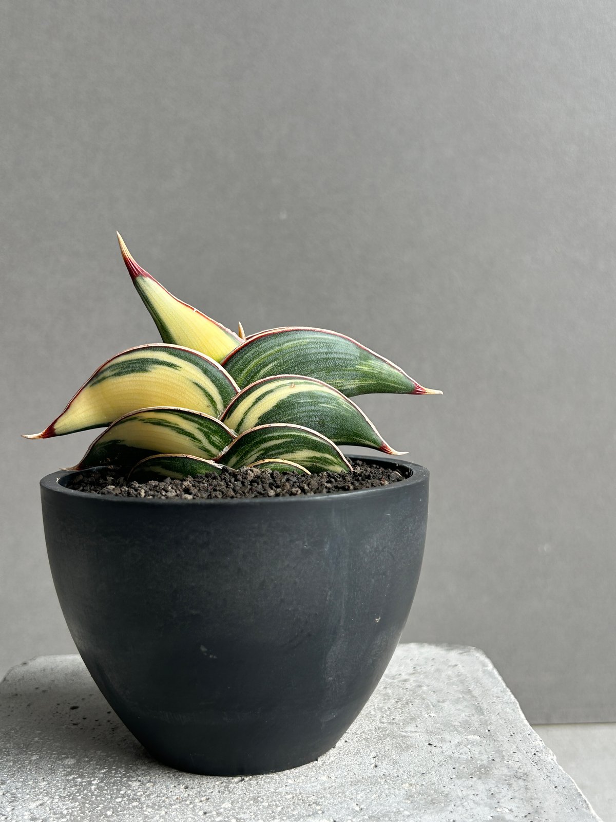 サンセベリア ロリダ 斑入 “ ハーフムーン “ 「Sansevieria rorida Va