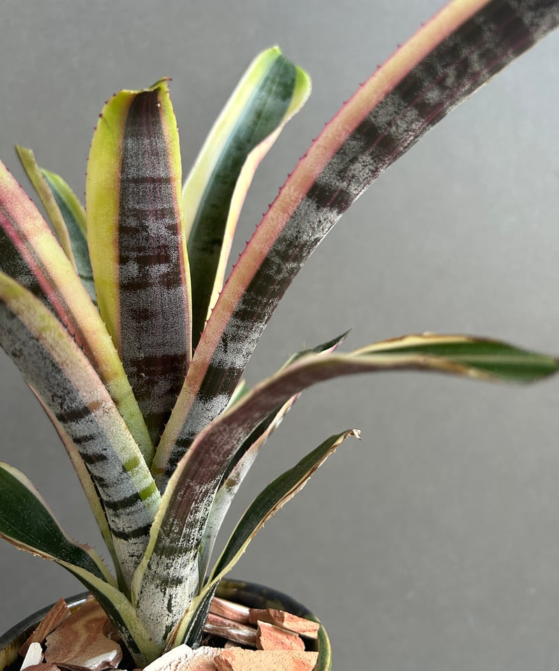 ブロメリア・エアープランツ Aechmea Otto Aechmea Otto 【artPLANTs】エクメア/タンクブロメリア