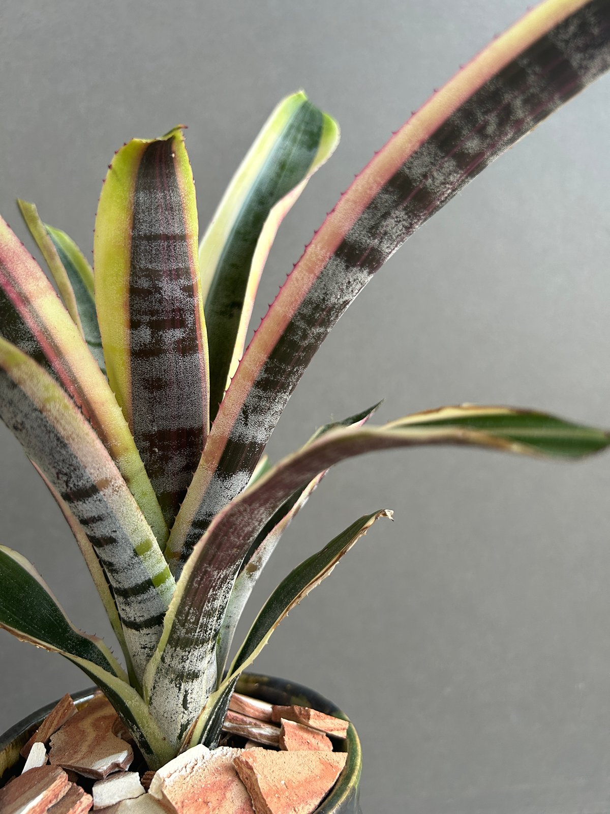 エクメア オットー + YON-HACHI 「Aechmea Otto」81G | SHOUC