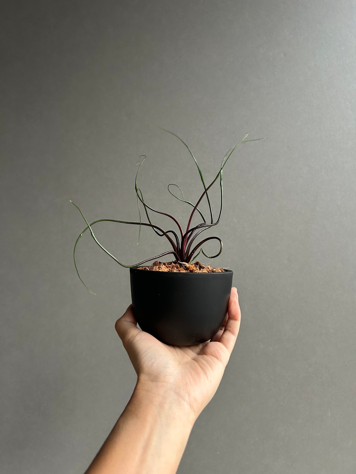 アロカシア プランバエ 'フライングスクイード' 「Alocasia plumbae