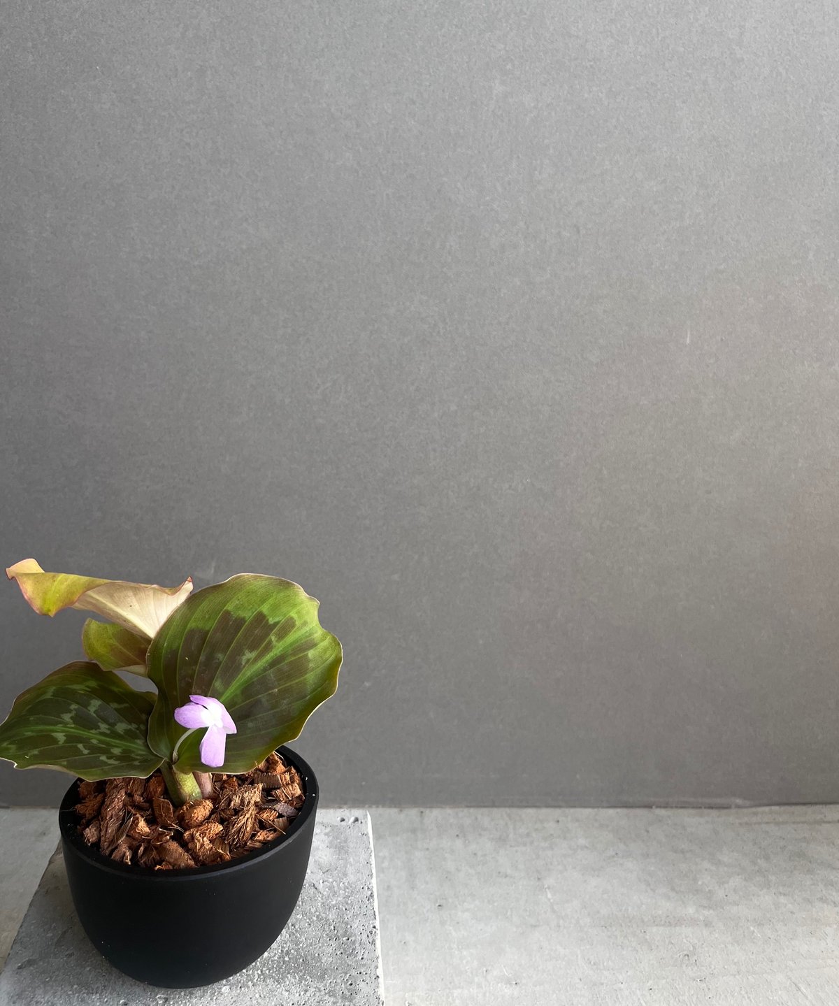 メルカリ便【ケンフェリアsp. pink galaxy var.】 メルカリ便【ケンフェリアsp. pink galaxy var.】