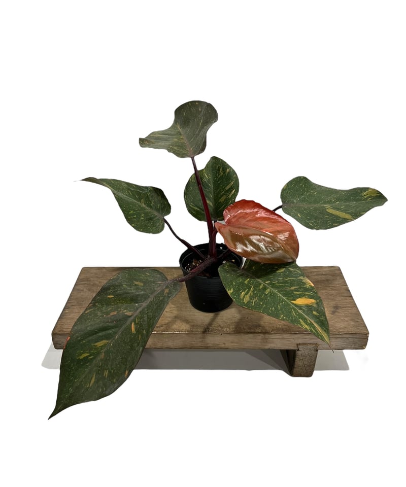 フィロデンドロン オレンジ プリンセス 「Philodendron Orange Prince