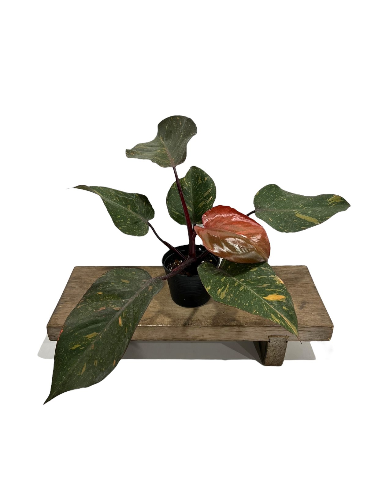 フィロデンドロン オレンジ プリンセス 「Philodendron Orange Prince