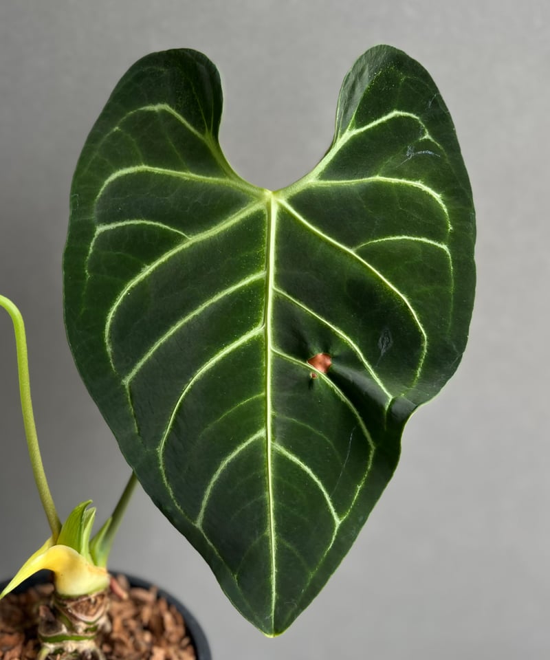 アンスリウム レガレ(コロンビア/ペルー) 「Anthurium regale (Colomb